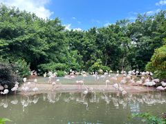 -广州长隆飞鸟乐园
