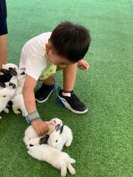 -萌宠亲子动物乐园(槐房万达店)