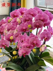 -梓爱月子中心(花都店)