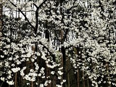 -杭州植物园