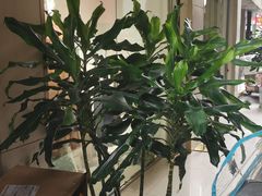 -何氏筠连水粉(明伦堂店)