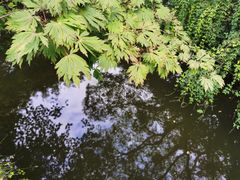 -秋霞圃