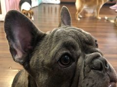 -柯斗斗主题餐厅·狗咖·围炉煮茶·茶饮(国瑞升平里店)