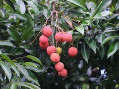 -广州市石门国家森林公园