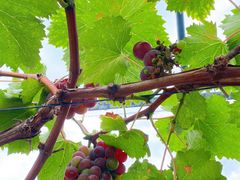 -美家乐农庄·露营·团建(大治路店)