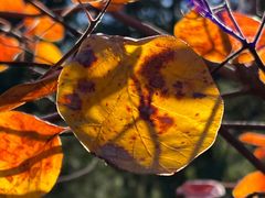 -北京西山国家森林公园