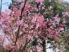 -南山植物园
