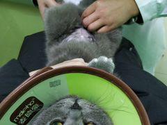 -圣宠动物医院·犬猫专科·影像中心·外科中心
