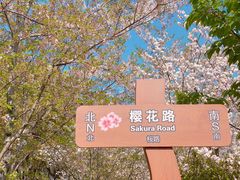 -顾村公园