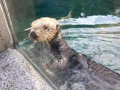 -西雅图水族馆