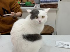 -喵园·猫主题咖啡厅·撸猫·猫咖(国贸店)