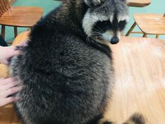 -藦茜花园宠物主题亲子互动体验馆(国顺东路店)