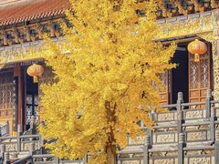 -南海禅寺