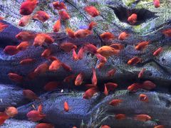 -芜湖新华联大白鲸海洋公园