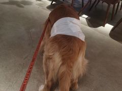 -百好乐宠物友好餐厅(朝外大街店)