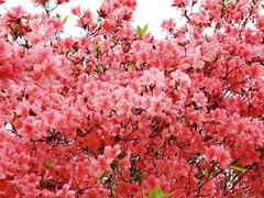 -瑞安圣井山景区