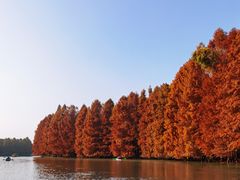 -上海海湾国家森林公园