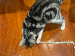 -猫小院猫主题咖啡厅(北锣店)