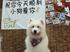 -星多哈·狗咖·拼豆·咖啡