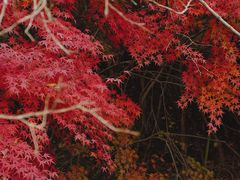 -水绘园