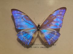 -上海大自然野生昆虫馆