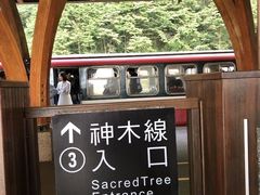 -阿里山神木遗迹