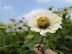 -莲花山花海