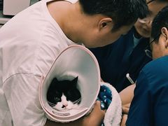 -四月宠物医院·猫专科·心脏专科·内科(转塘店)