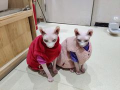 -藏猫猫咖啡主题馆(中央大道店)