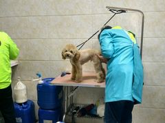-A猫a狗全科·犬猫异宠·芥西宠物医院(南开总院)