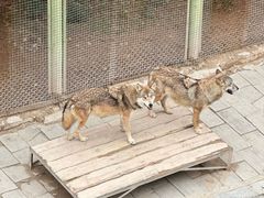 -青藏高原野生动物园