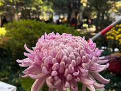 -杭州植物园
