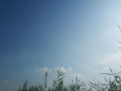 -白洋淀景区