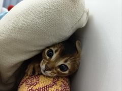 -乖乖宠物医院·猫科·骨科·24小时(云岗分院)