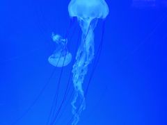 -哈尔滨波塞冬海底世界