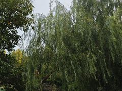 -郑和公园