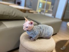 -猫腻·猫咖·撸猫馆(星光大道店)