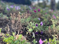 -崇圣寺三塔文化旅游区