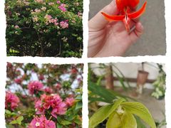 -中国科学院西双版纳热带植物园