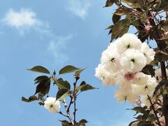 -天适樱花悠乐园