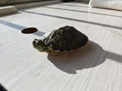 -味多美蛋糕(通州店)