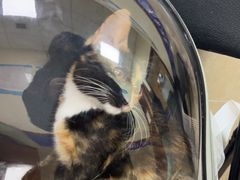 -艾贝尔宠物医院·狂犬免疫点(江山金象城店)