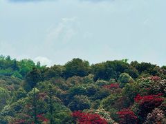 -贵州百里杜鹃风景名胜区