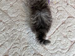 -babydoll猫舍·米努特·德文·缅因(久光中心店)