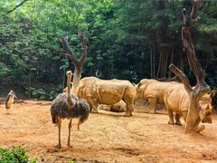 -广州长隆野生动物世界