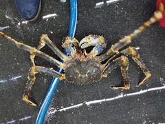 -众彩物流水产市场