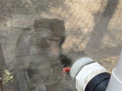 -北京鹿世界主题园