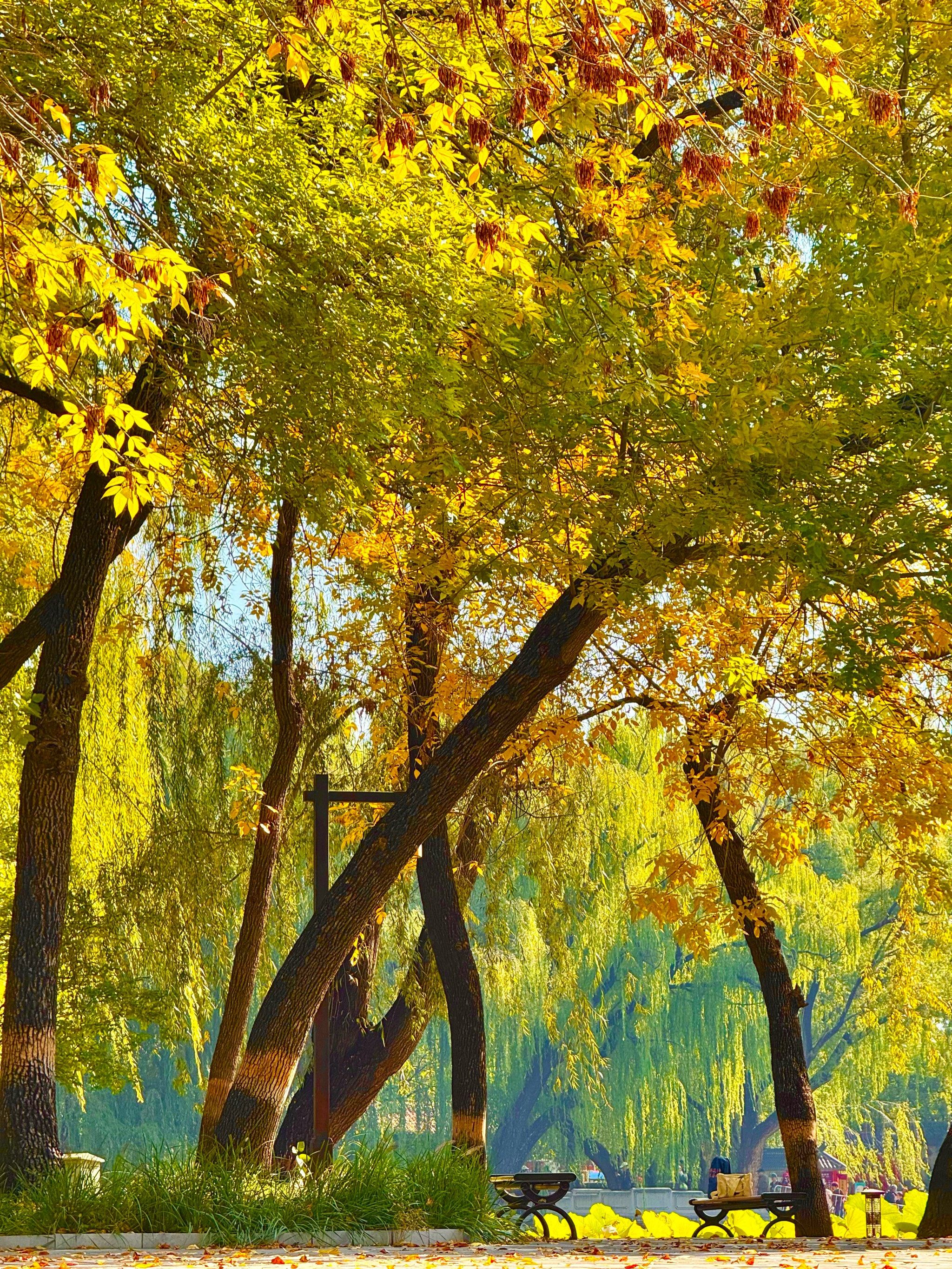 live实拍❗️秋天的圆明园美的像莫奈的油画