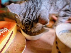 -猫猫幼稚园·撸猫·桌游·电玩