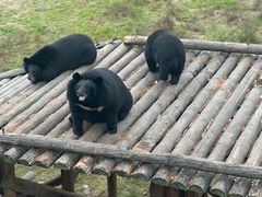 -黑瞎子岛探秘野熊园